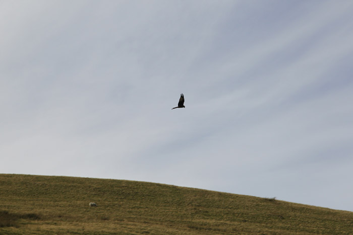 Red Kite