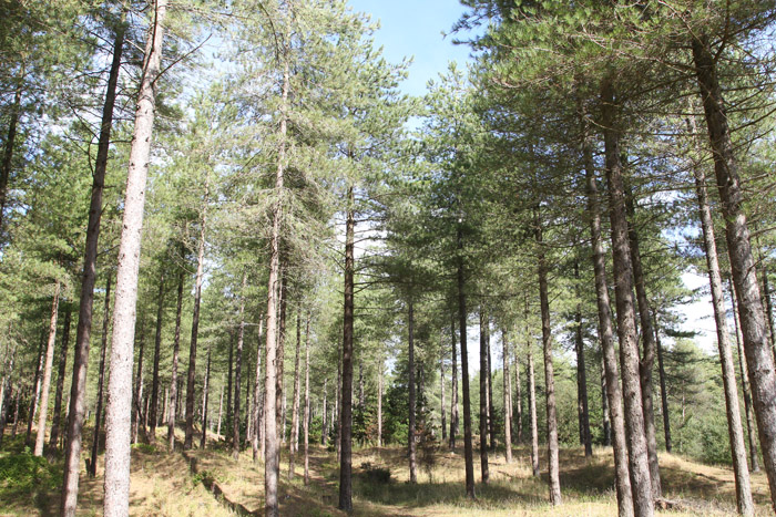 Fforest on an island