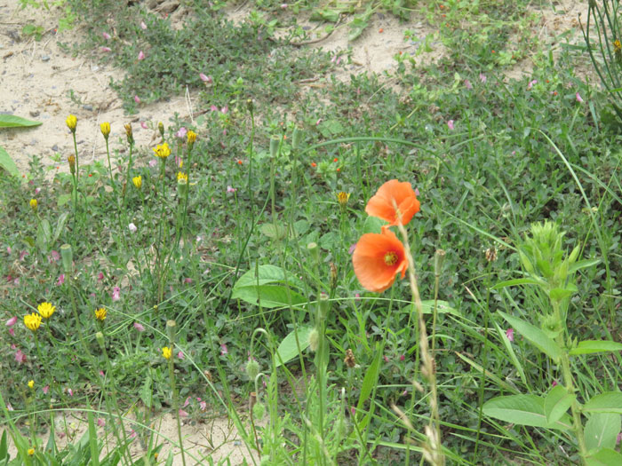 Wildlife - biodiversity of the island - birds, rabbits etc. that are part of the Newborough Warren Nature Reserve