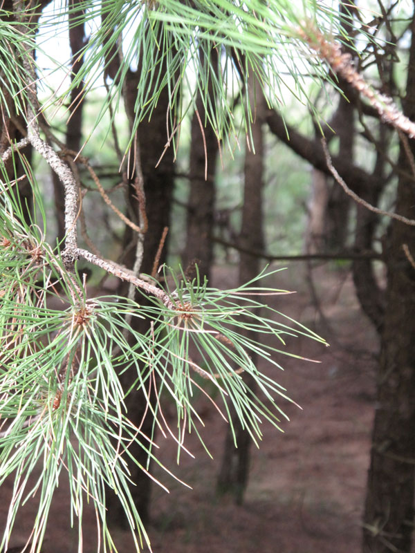 Wildlife - biodiversity of the island - birds, rabbits etc. that are part of the Newborough Warren Nature Reserve